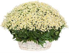 Цветочная композиция из Ромашки в корзине #REPLACE_PRED# Сарове